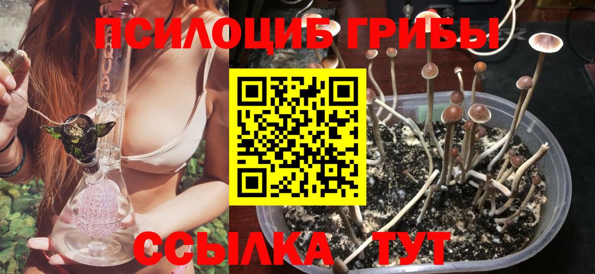 Псилоцибиновые грибы Psilocybe Симферополь